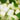 vegetable